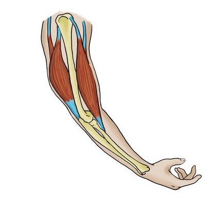 Arm muscle anatomy demonstrating bicep and tricep function in resistance training