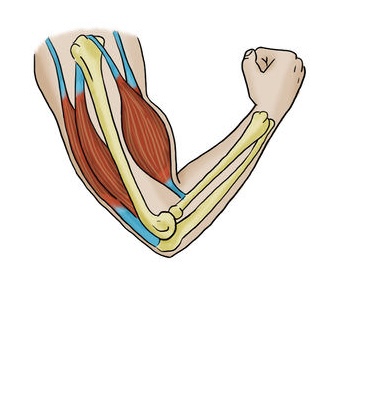 Bicep and tricep anatomy showing muscle contraction for strength training exercises