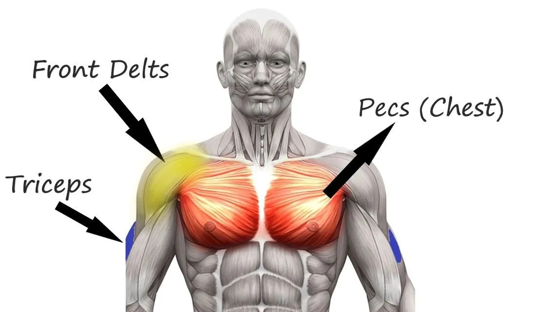 Bench press weak points - chest and tricep failure points